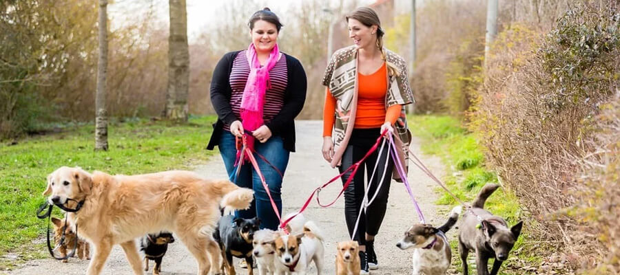  How to Choose the Right Dog Walker for Your Pet